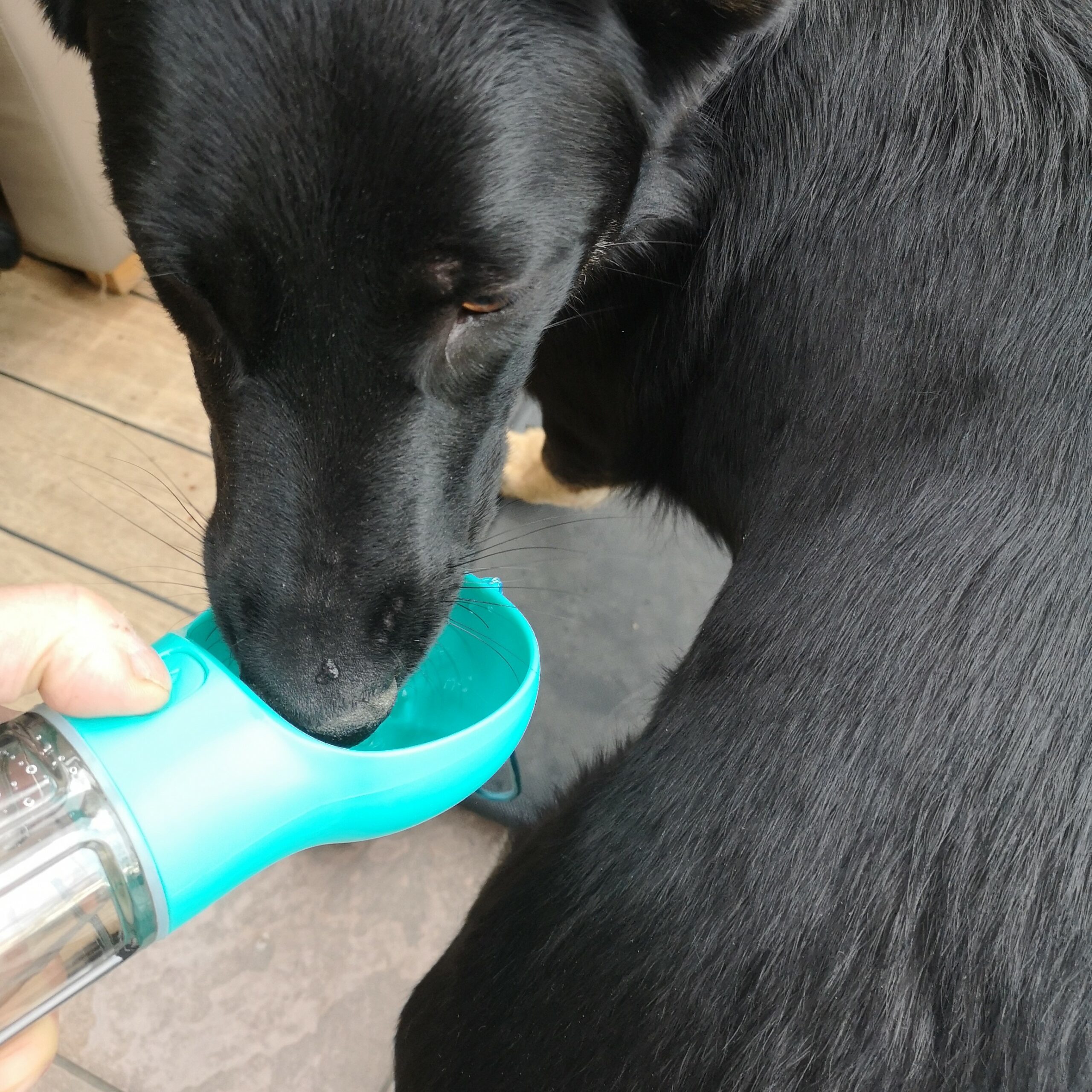 Vannflaske Reiseflaske til Hund & Katt
