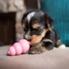 Kong Puppy Aktivitetsleke Kong Puppy Aktivitetsleke