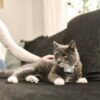 Lilcat sporing og GPS katt Lilcat sporing og GPS katt