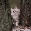 Lilcat sporing og GPS katt Lilcat sporing og GPS katt