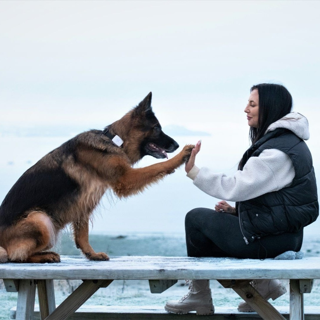 Lildog aktivitet og GPStracker hund