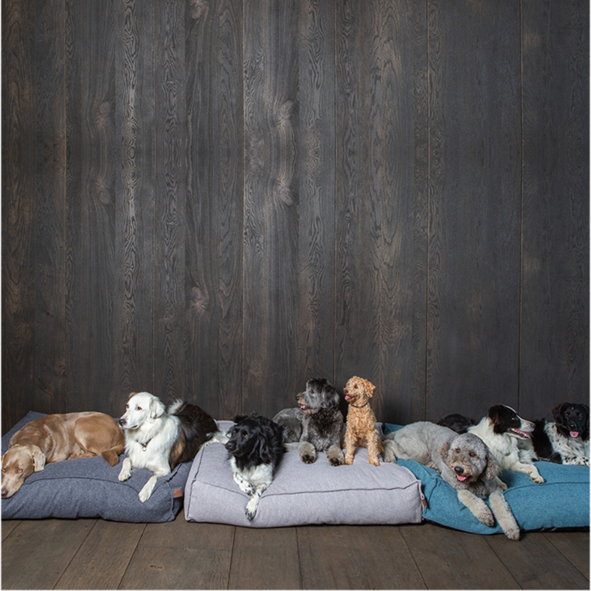 Madrass Fantail Stargaze Cosmic Blue