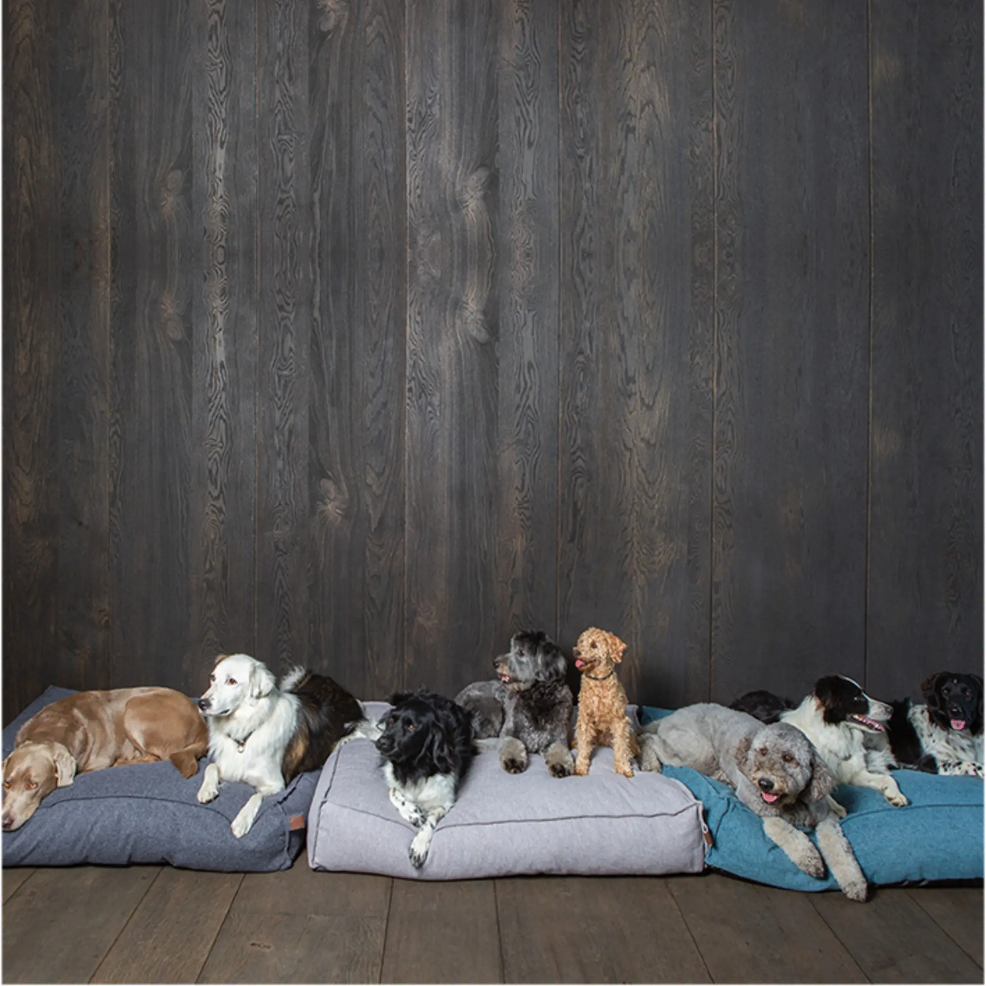 Madrass Fantail Stargaze Cosmic Blue