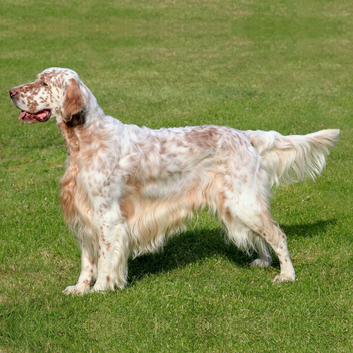 MyFamily Engelsk Setter IDtag