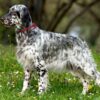 MyFamily Engelsk Setter IDtag
