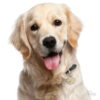 MyFamily Golden Retriever IDtag MyFamily Golden Retriever IDtag