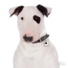 Myfamily Bull terrier IDtag Myfamily Bull terrier IDtag
