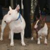 Myfamily Bull terrier IDtag Myfamily Bull terrier IDtag