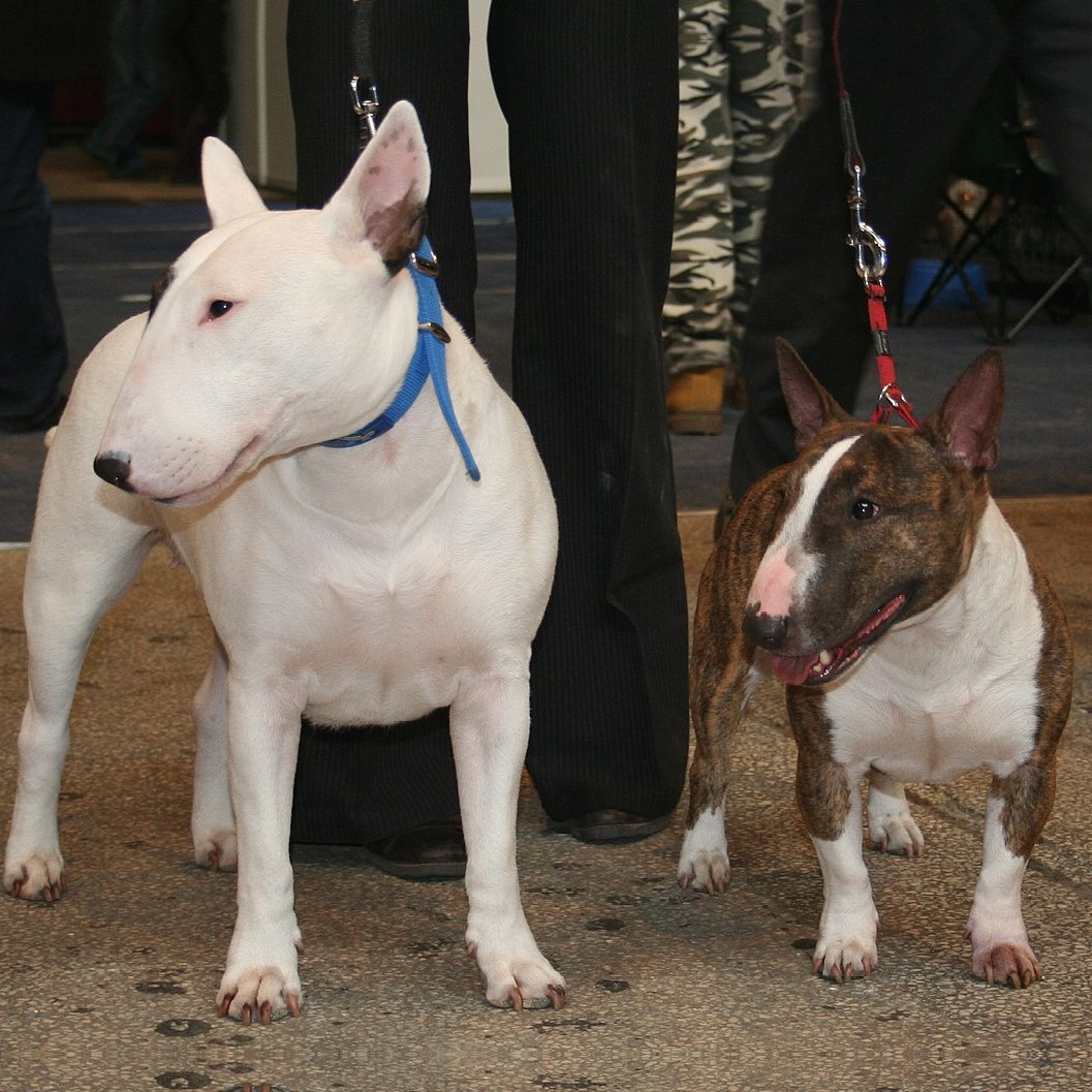 Myfamily Bull terrier IDtag Myfamily Bull terrier IDtag