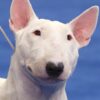 Myfamily Bull terrier IDtag Myfamily Bull terrier IDtag