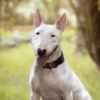 Myfamily Bull terrier IDtag Myfamily Bull terrier IDtag