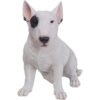 Myfamily Bull terrier IDtag Myfamily Bull terrier IDtag