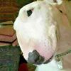 Myfamily Bull terrier IDtag Myfamily Bull terrier IDtag