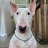 Myfamily Bull terrier IDtag Myfamily Bull terrier IDtag