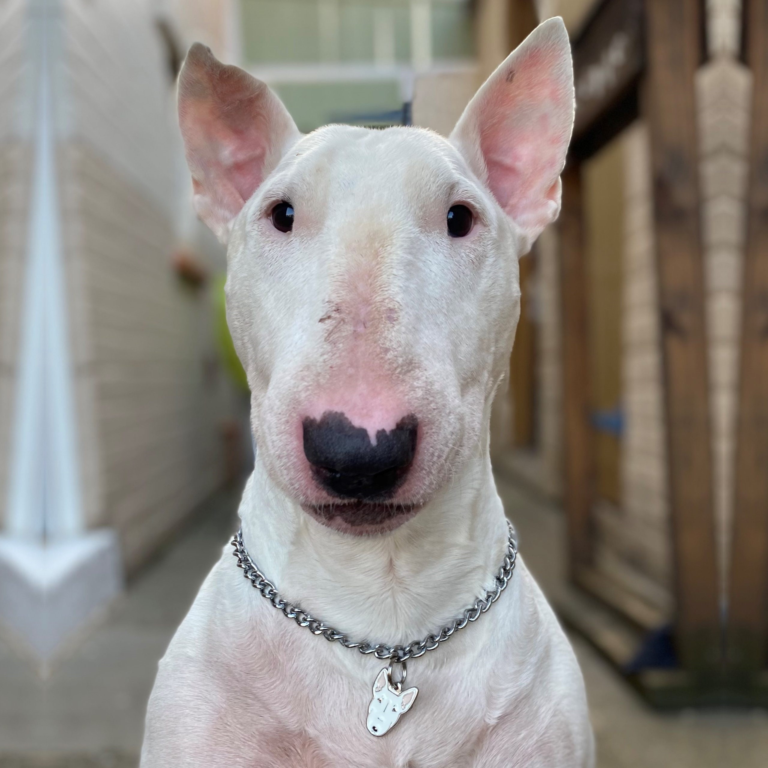 Myfamily Bull terrier IDtag Myfamily Bull terrier IDtag