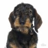 Myfamily Dachshund IDtag