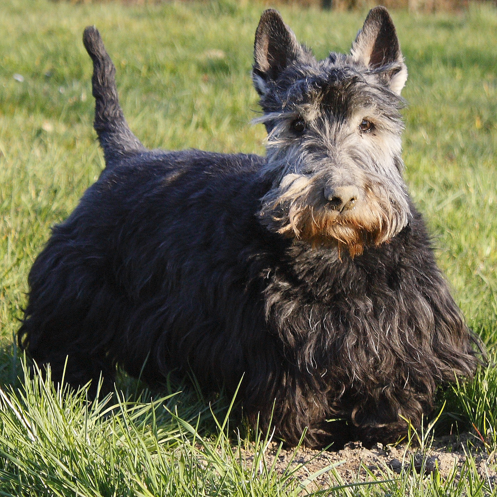 Myfamily Skotsk terrier IDtag