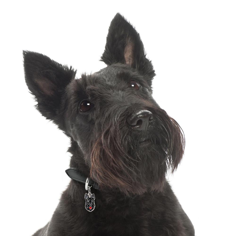 Myfamily Skotsk terrier IDtag