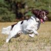 Myfamily Springer Spaniel IDtag