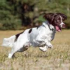 Myfamily Springer Spaniel IDtag Myfamily Springer Spaniel IDtag