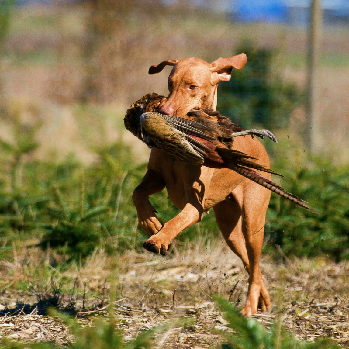Myfamily Ungarsk vizsla IDtag Myfamily Ungarsk vizsla IDtag