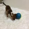 Nina Ottosson Aktivitetsball Treat Tumble Nina Ottosson Aktivitetsball Treat Tumble