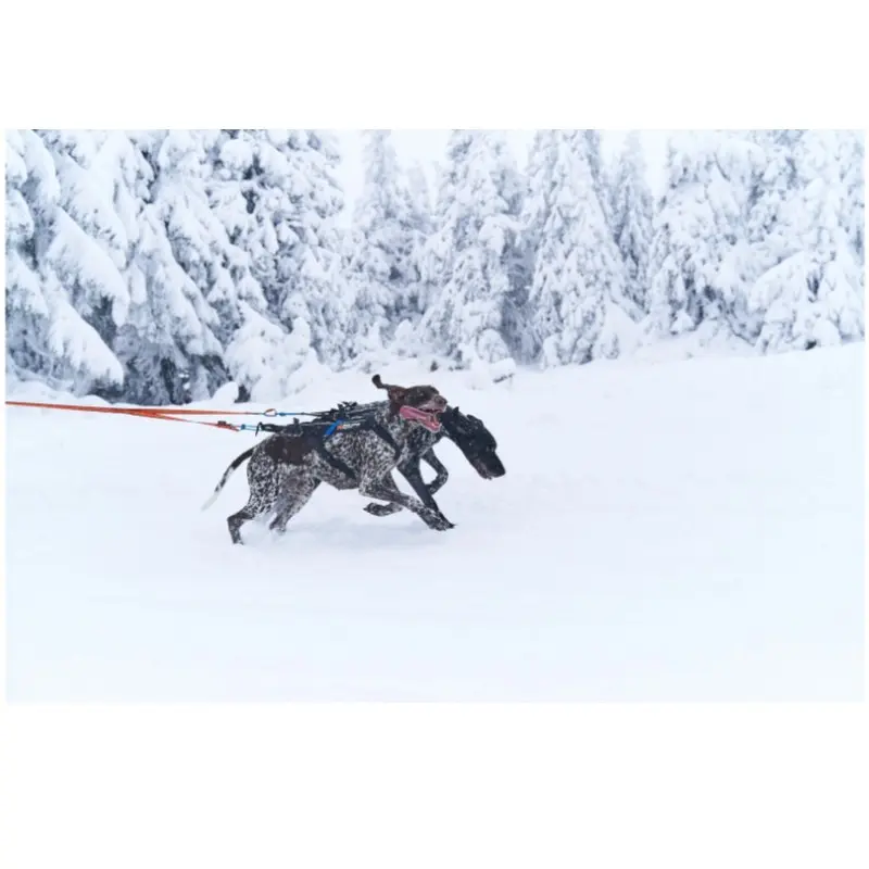 Non-Stop Dogwear Bungee Leash Double - Kjørestrikk med hanefot Non-Stop Dogwear Bungee Leash Double - Kjørestrikk med hanefot