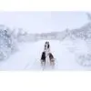 Non-Stop Dogwear Nansen Stick Harness - Pinnesele til hund Non-Stop Dogwear Nansen Stick Harness - Pinnesele til hund