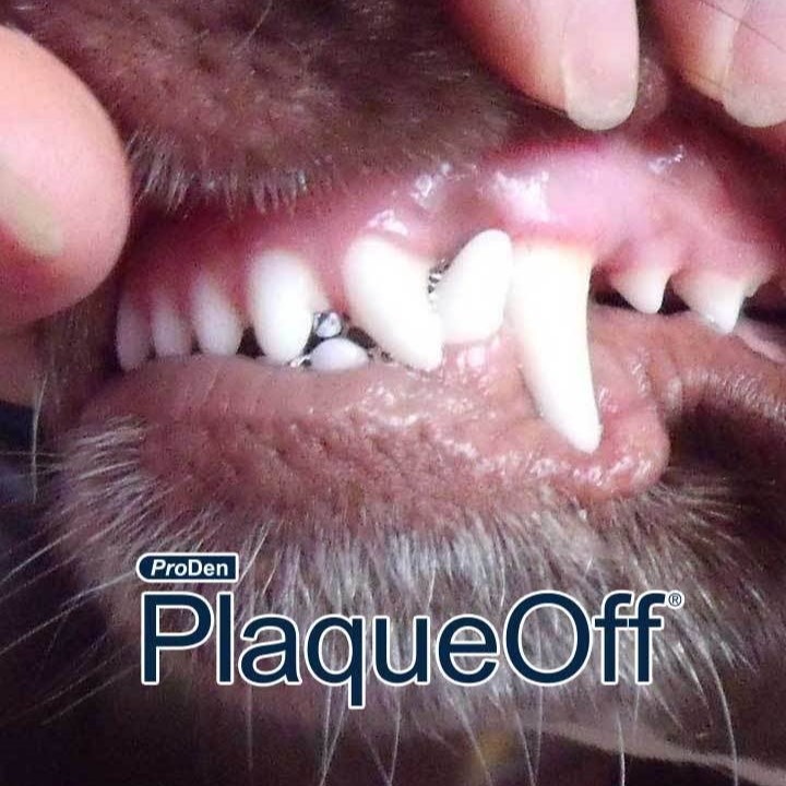 Plaqueoff Animal, Tannstein fjerner, 3 størrelser