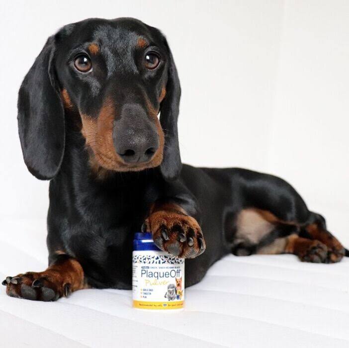 Plaqueoff Animal, Tannstein fjerner, 3 størrelser