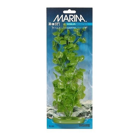 Plastplante Cardamine Plastplante Cardamine