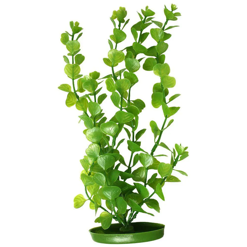 Plastplante Moneywort
