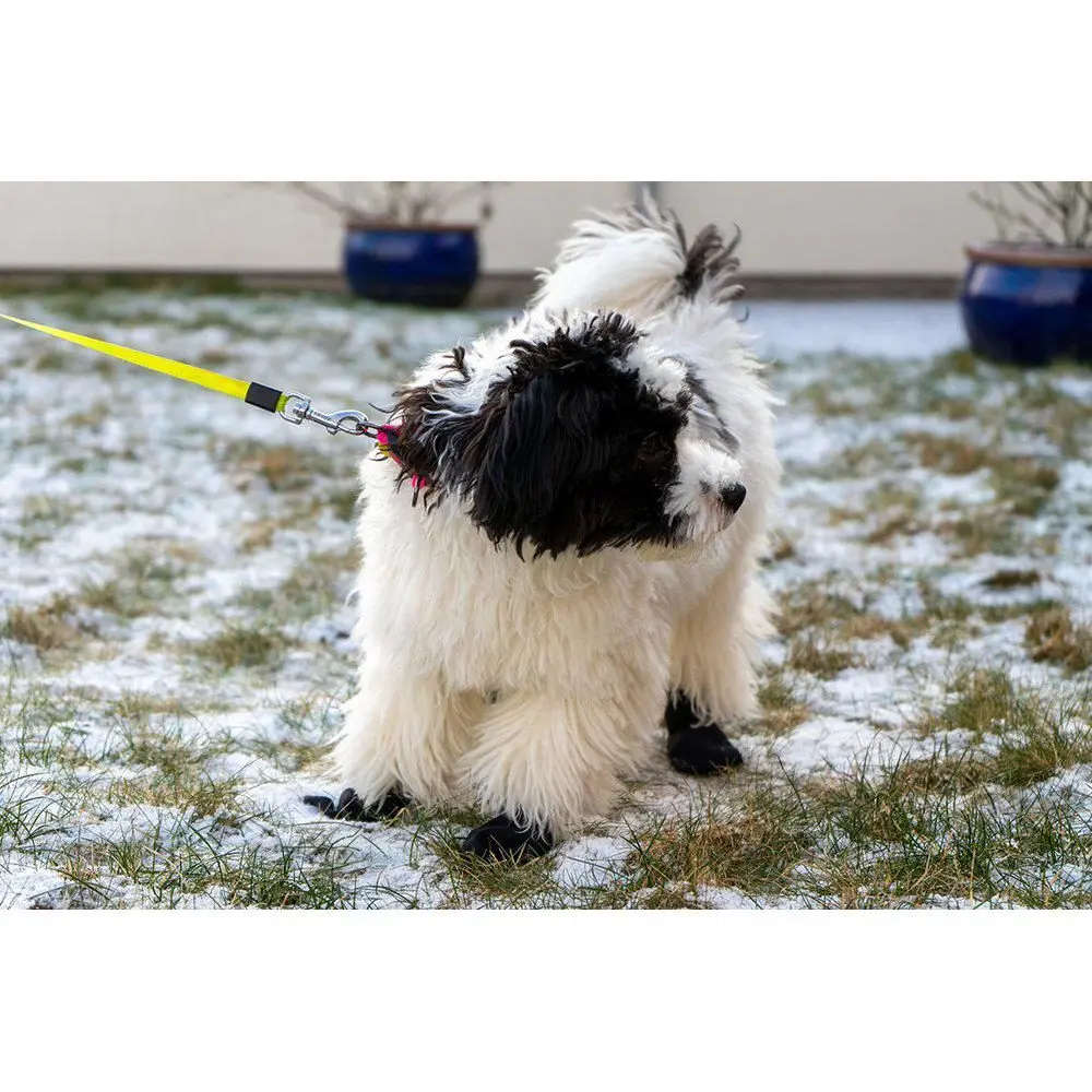 Potesokk hund-Langdistanse sokk hund