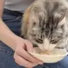 Pouches Inaba våtfòr katt Kylling og Mussling Pouches Inaba våtfòr katt Kylling og Mussling