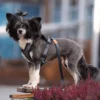 Seleverkstedet Comfort dog harness Seleverkstedet Comfort dog harness