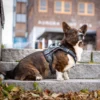 Seleverkstedet Comfort dog harness Seleverkstedet Comfort dog harness