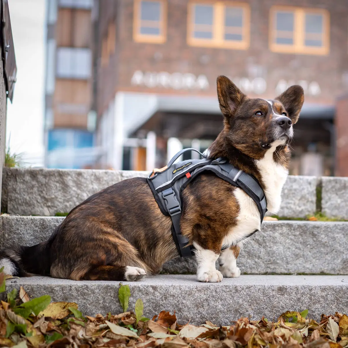 Seleverkstedet Comfort dog harness Seleverkstedet Comfort dog harness