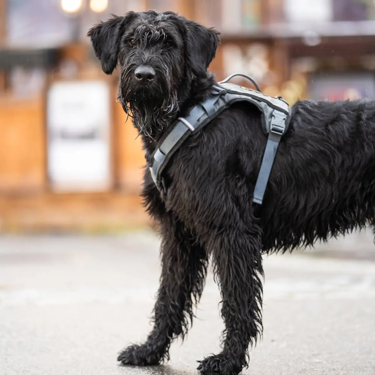 Seleverkstedet Comfort dog harness Seleverkstedet Comfort dog harness