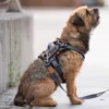 Seleverkstedet Comfort dog harness Seleverkstedet Comfort dog harness
