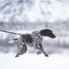 Seleverkstedet Trekreg dog harness Seleverkstedet Trekreg dog harness