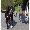 Sykkelfeste til liten og mellomstor hund Sykkelfeste til liten og mellomstor hund