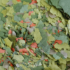 Tropical Malawi Flakes Tropical Malawi Flakes