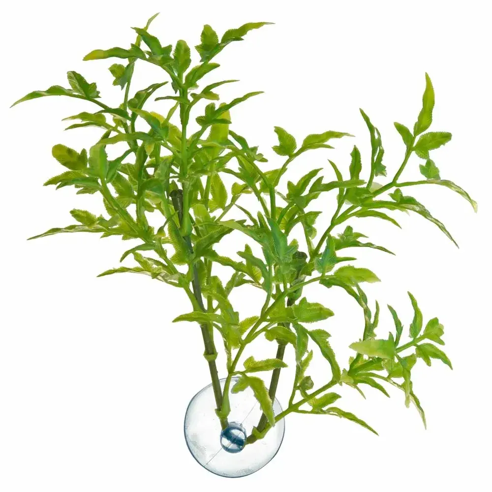 Zoo Med Betta Plant maple Leaf