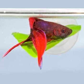 Zoo Med Betta Bed Leaf Hammock