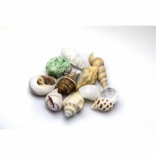 Sneglehus mix