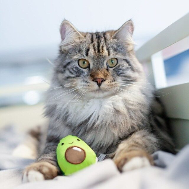 Petstages Lil-Avocato Dental Health Cat Chew leke