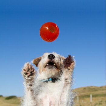 BIONIC Ball - Hundeleken som varer