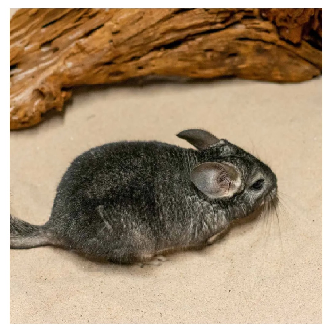 Chinchillasand 5kg Råda 0-0.3mm