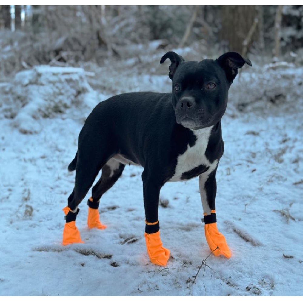 Companion Potesokker