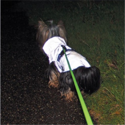 Companion Reflective Jacket Refleksdekken til små hunder